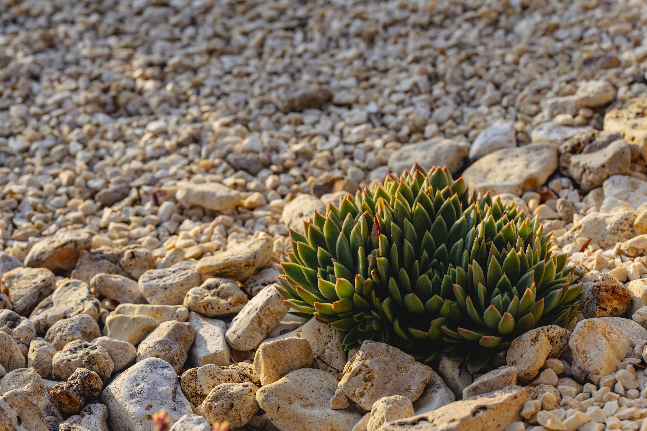 jardineria calonge_cactus